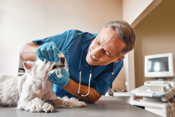 Best Weekend Emergency Dentist in Killian, LA